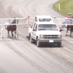 Woodstock Driving Club, harness racing community supports family after death of toddler